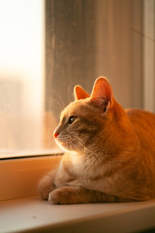 A cat resting on a warm cream background — sensitive systems need gentle science