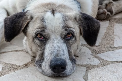 An alert older dog standing on a warm cream background
