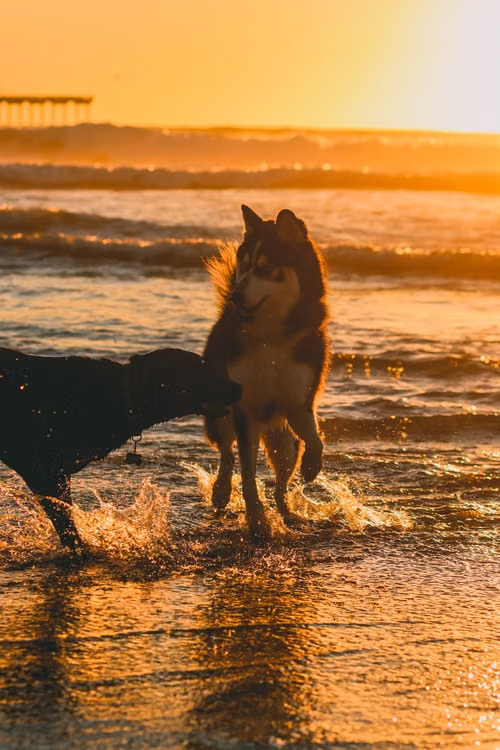 A senior dog resting calmly against a warm cream background
