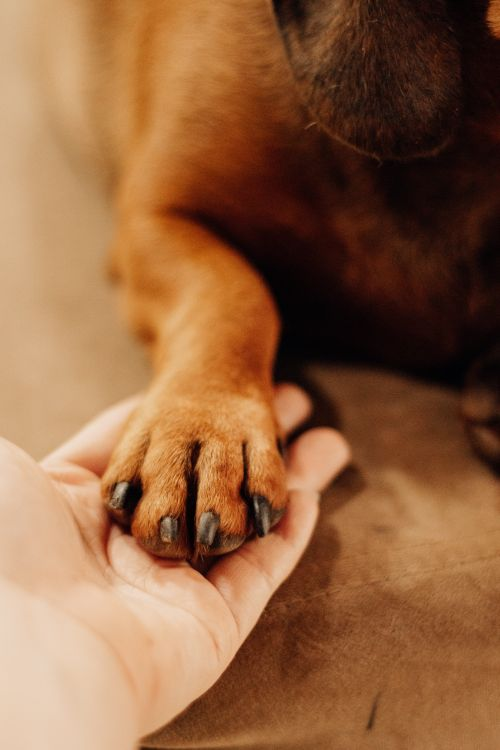 A relaxed dog lying calmly on a warm cream background