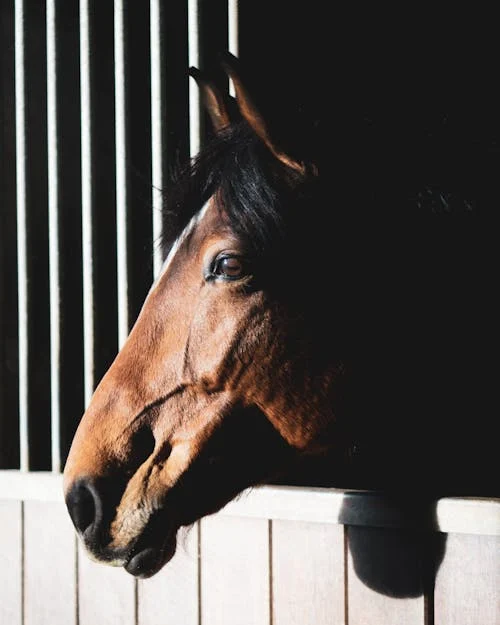 A horse against a warm cream background — the equine context of TB-500